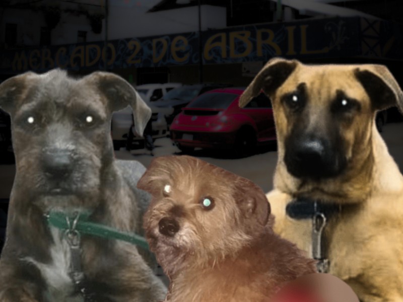 Los perros que desaparecieron bajo custodia de la Brigada Animal