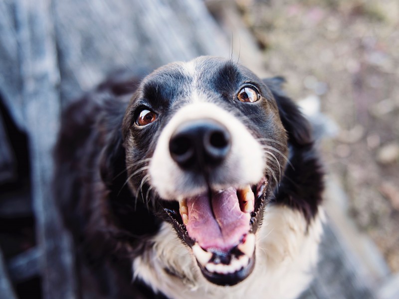 ¿Los perros tienen un sexto sentido?