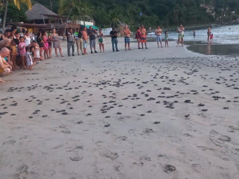 Los turistas preguntan más por la liberación de tortugas