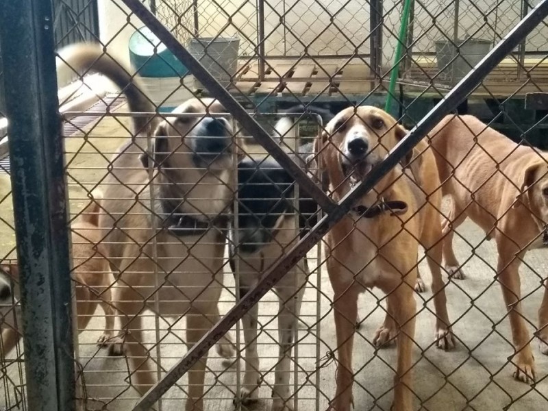 “Lotería con Causa” en beneficio de albergues de mascotas