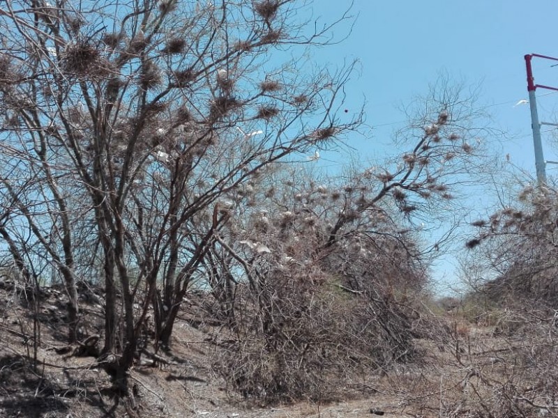 Lucen garzas al poniente de Hermosillo