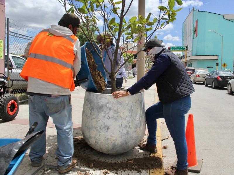 Macetones de lujo en el primer cuadro de la ciudad de Silao