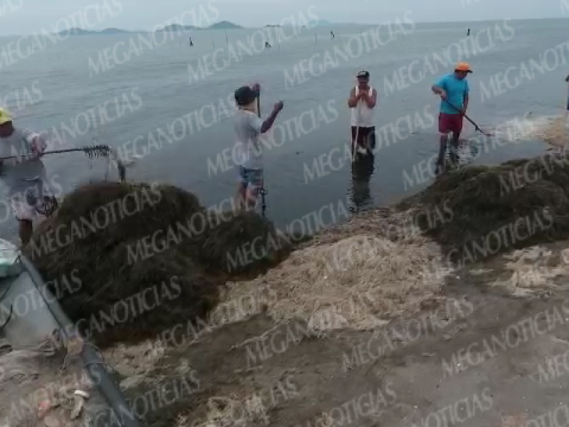 Macro Algas invaden Playa Vicente