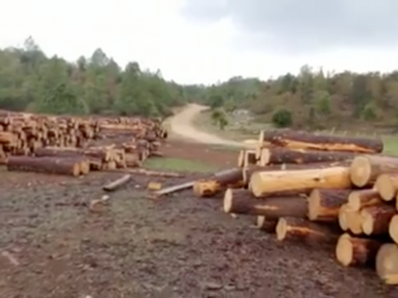 Madera de procedencia ilícita prevalece en Chiapas