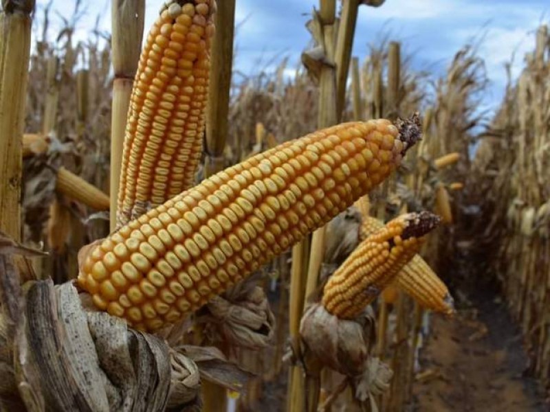 Maiceros de Sinaloa piden regular importaciones ante precios insostenibles