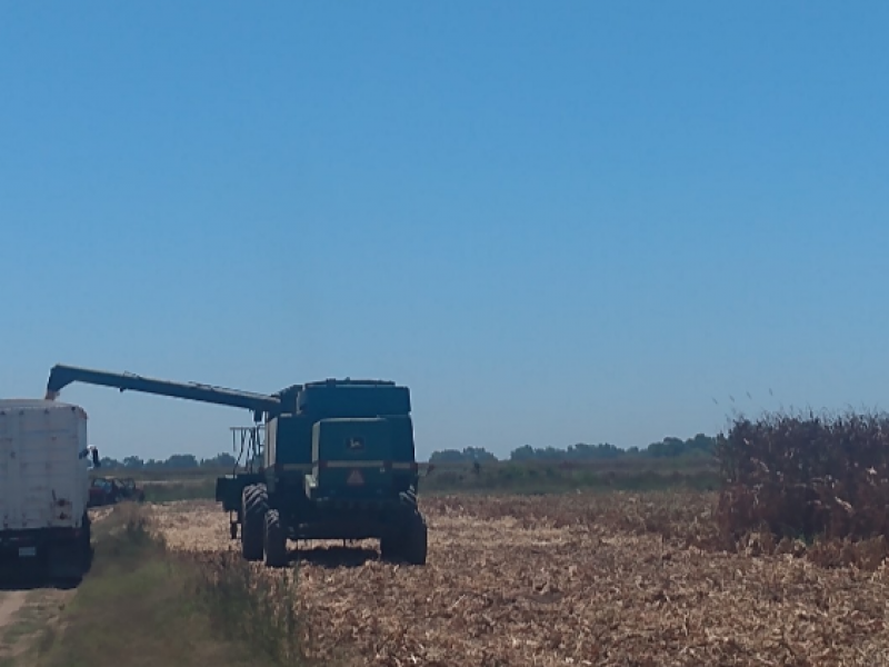 Maiceros reportan hasta tres toneladas más de rendimiento por hectárea