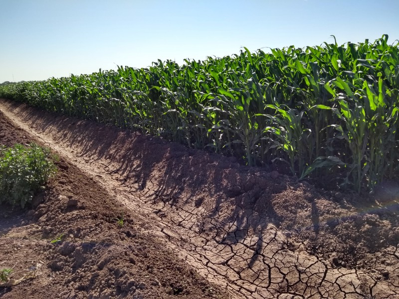 Maíz, cultivo más demandando para ciclo otoño-invierno