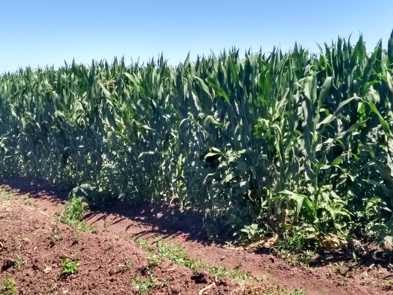 Maíz demandará agua unos meses más