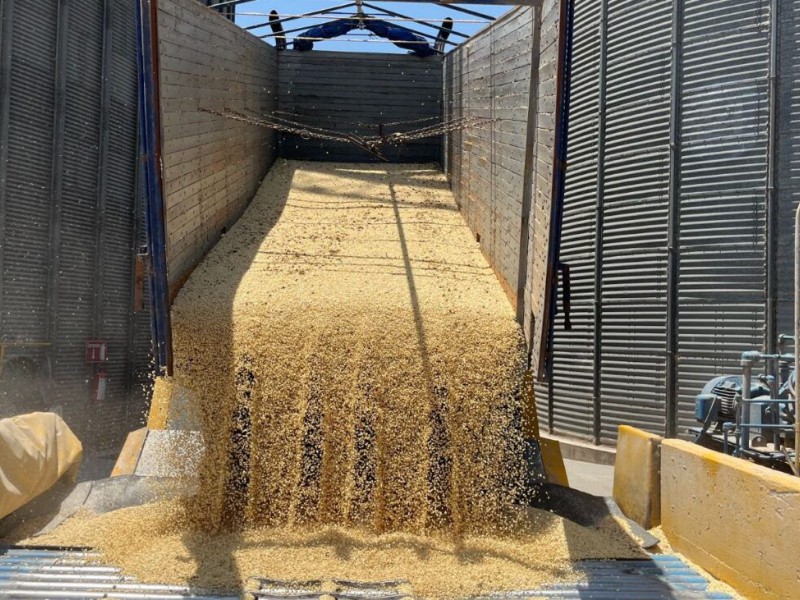 Maíz sinaloense en riesgo por importaciones masivas: COUC
