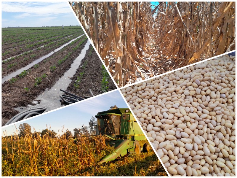 Maíz y frijol pierden rentabilidad en Sinaloa por costos y sobreproducción