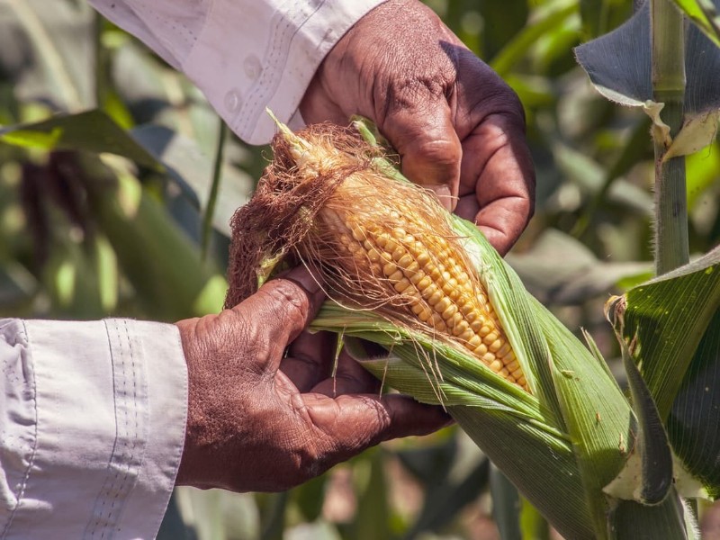 Maíz y trigo cierran la semana con pérdidas en el mercado internacional