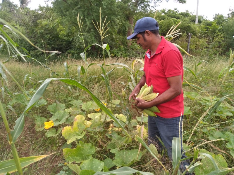 Maíz zapalote chico vive crisis, aumenta costo de producción