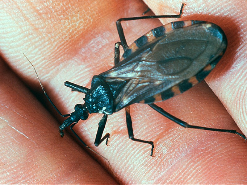 Mal de Chagas, pandemia que azota al país