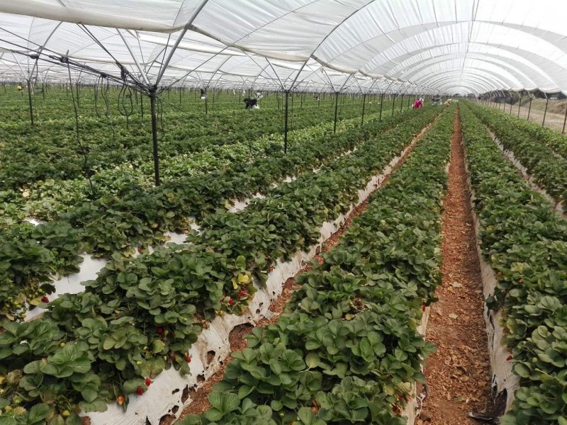 Mal temporal dejó afectaciones para agricultores de Zamora