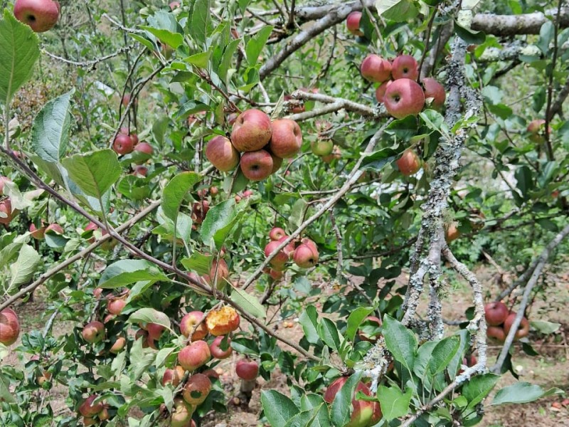 Malbaratan la manzana productores de Coyomeapan