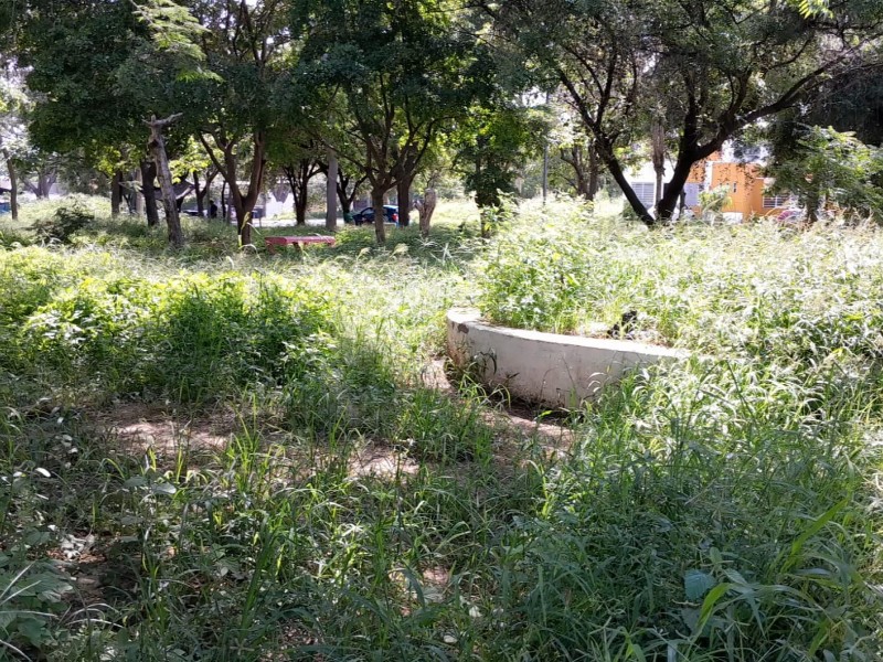 Maleza de hasta un metro cubre el jardín de colonia Palo Alto
