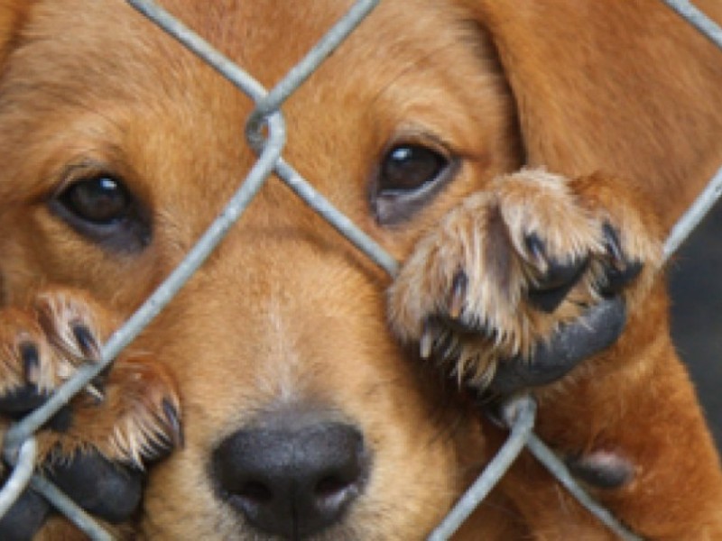 Malos dueños de mascotas podrían ir a la cárcel