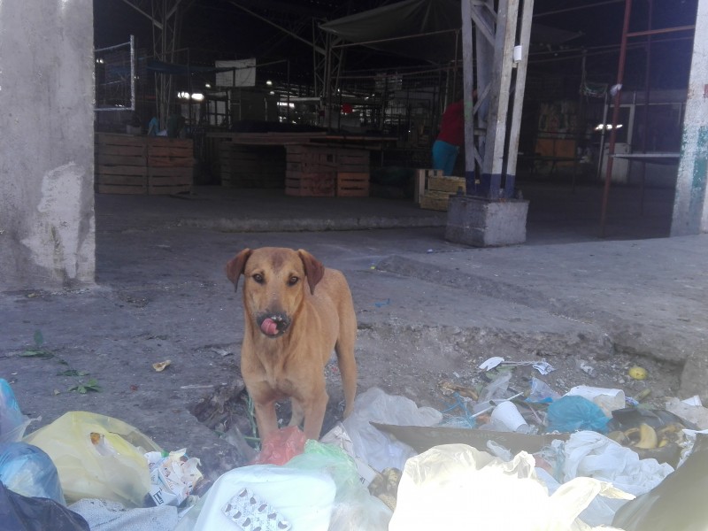 Malos olores, moscos y perros existen en mercado