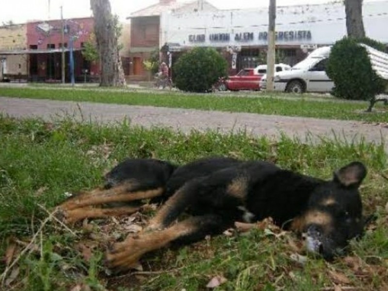 Malos olores y contaminación generan perros muertos tirados en calles.