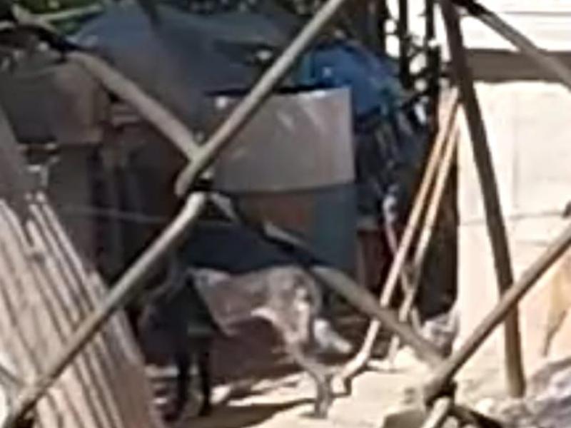 Maltrato, abandono y animales callejeros continúan en Tehuacán