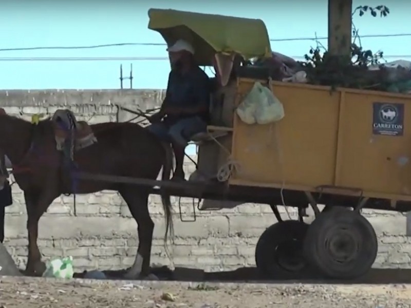 Maltrato animal en el Istmo por falta de sensibilidad: Activistas