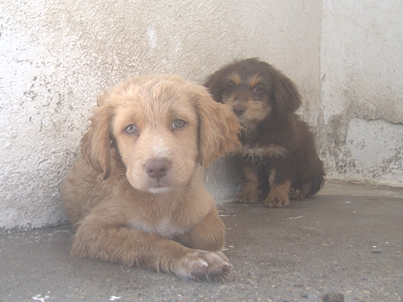 Maltrato animal es penado hasta por 6 años