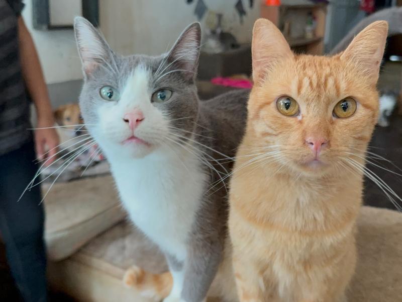 Maltrato animal evidencia falta de sensibilidad social en Xalapa