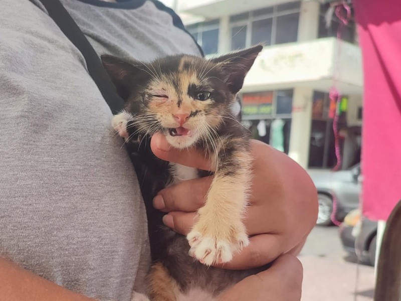 Maltrato animal no cesa en Tuxpan