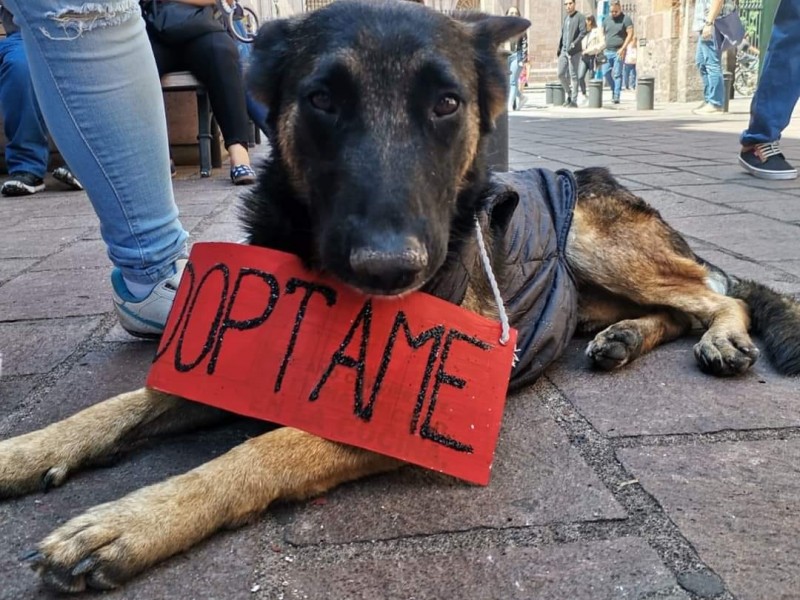 Maltrato animal se da mayormente en la periferia de Morelia