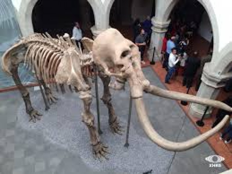 Mamut llegará a BCS