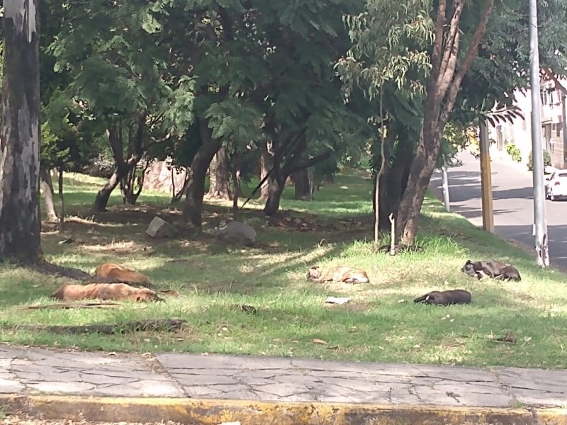 Manada agresiva de perros callejeros