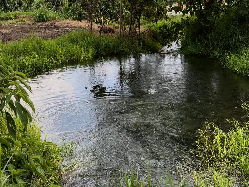 Manantiales contaminados en El Castillo