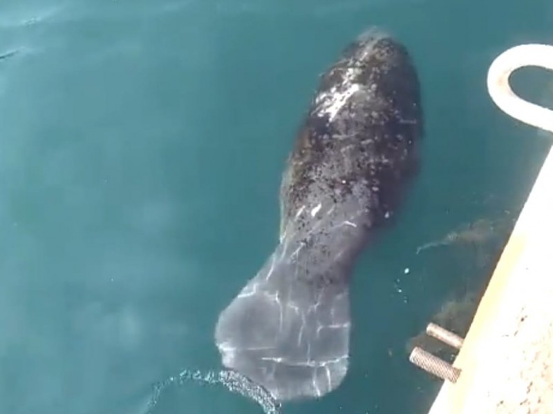 Manatí sorprende en el Puerto de Veracruz