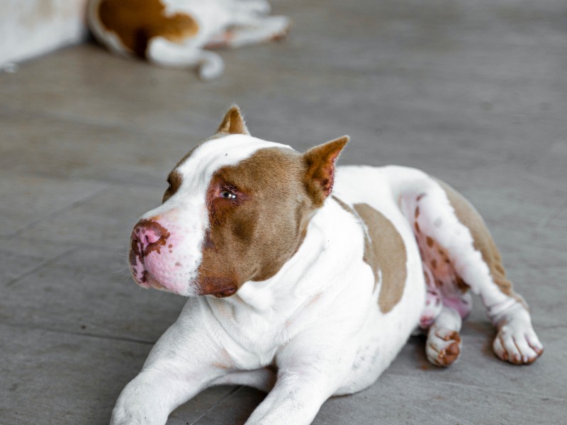 Mandarán a la cárcel a dueños agresores de mascotas