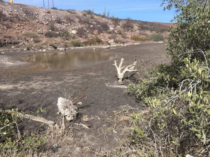 Manglares de La Paz se encuentran amenazados