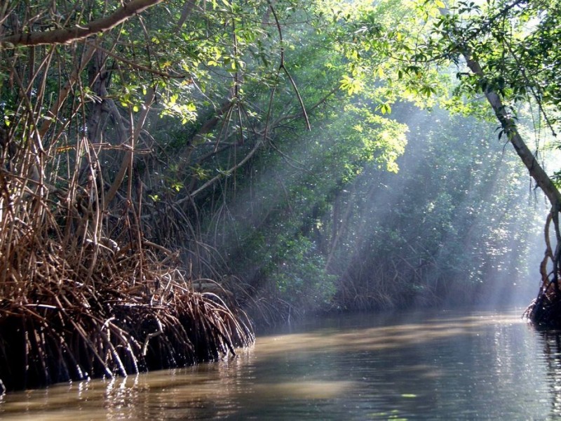 Manglares se pierden en Chiapas