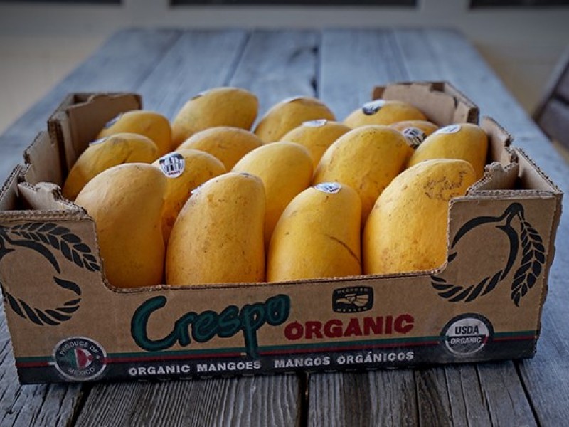 Mango chiapaneco orgánico con calidad de exportación