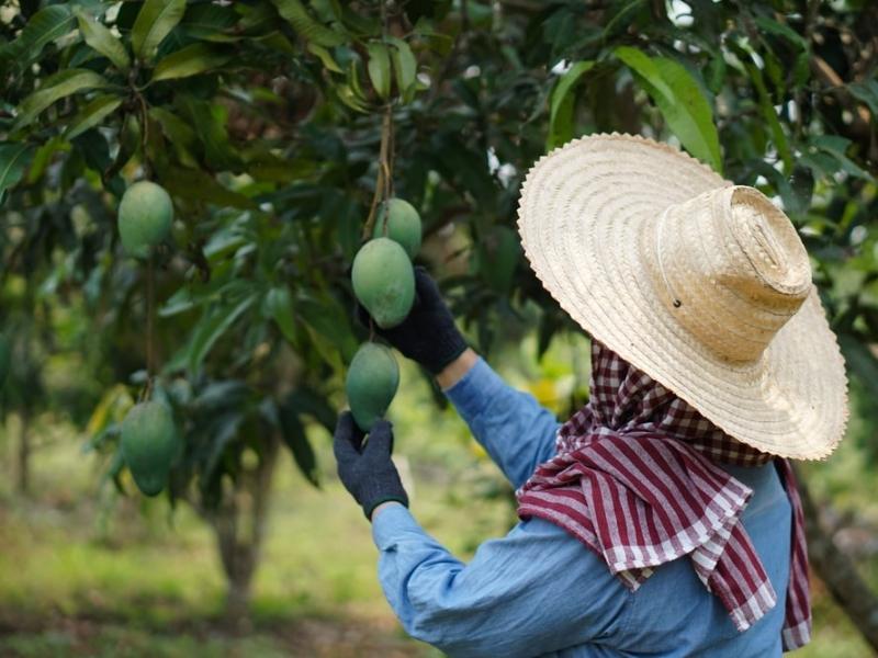 Mango de Sinaloa cierra cosecha con fuerte exportación hacia Estados Unidos