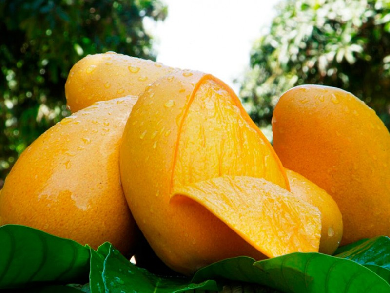 Mango orgánico chiapaneco es de exportación