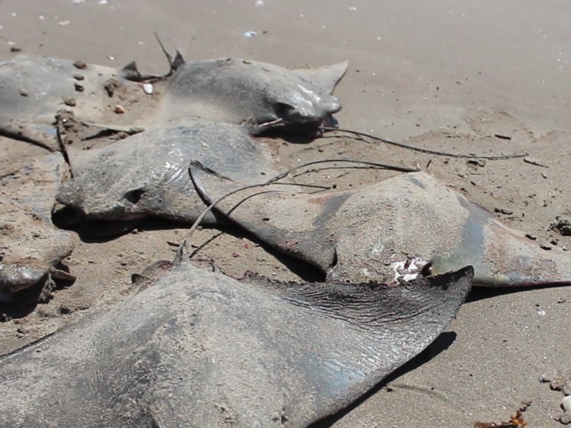 Mantarrayas muertas en playas de Tamiahua