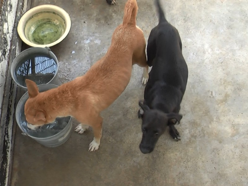 Mantener el control de garrapatas en el hogar