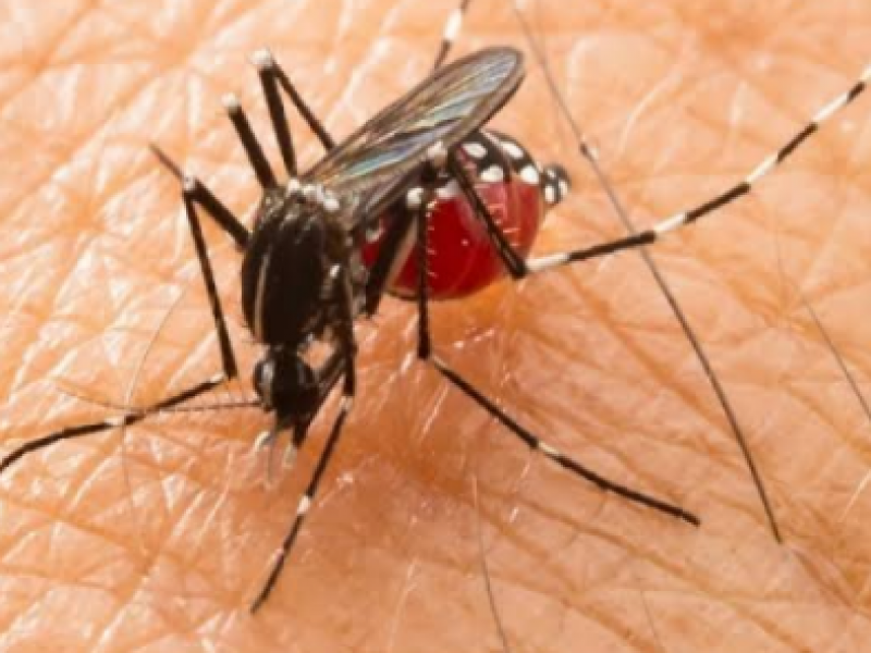Mantiene Jalisco primer lugar en casos de dengue