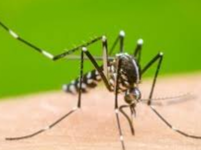 Mantiene León cero casos de dengue