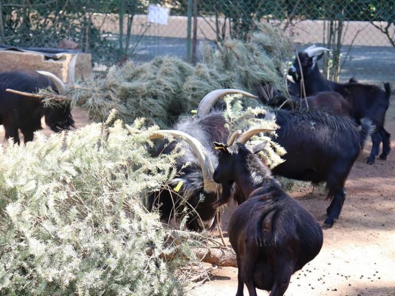 Mantiene Zoológico de Morelia colecta de árboles naturales de Navidad