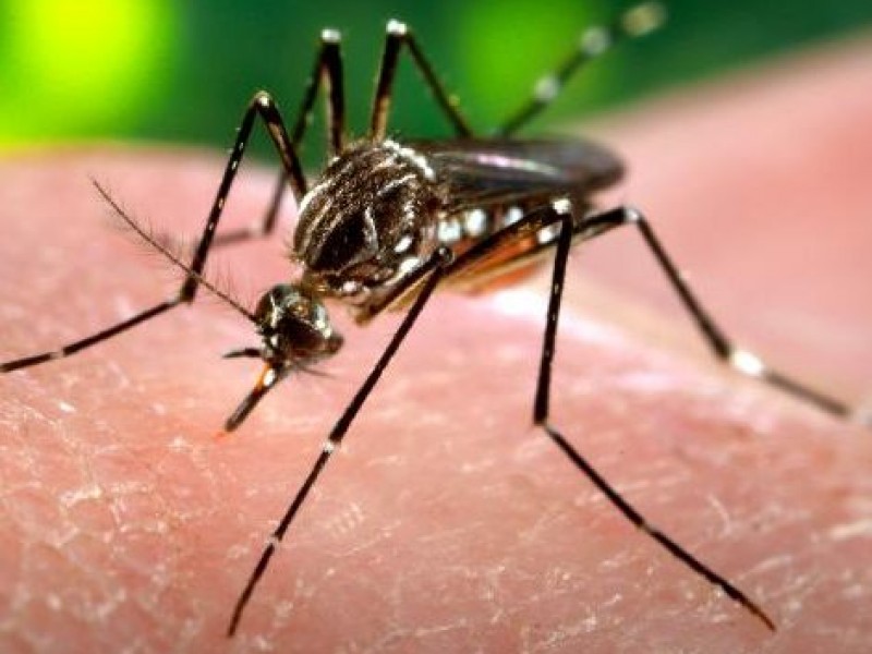 Mantienen actividades preventivas contra el dengue en Michoacán