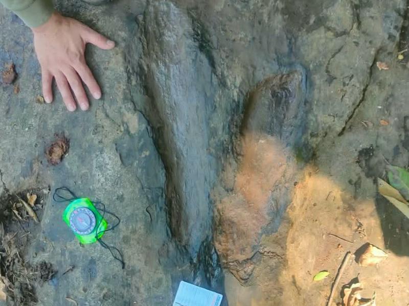 Mantienen en investigación zona de Apatzingán por hallazgo de huellas de dinosaurio