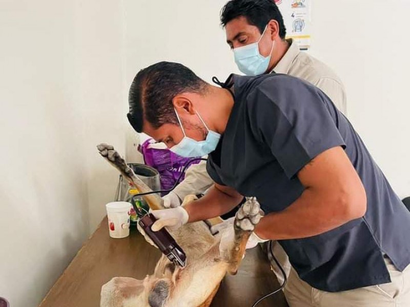 Mantienen módulos de esterilización canina y felina gratuita en Morelia