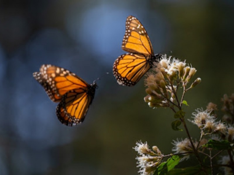Mantienen Santuarios de la Mariposa Monarca abierto con normalidad