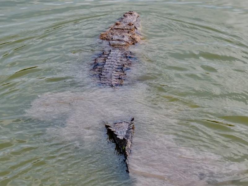 Mantienen vigilancia ante presencia de cocodrilos en Tuxpan