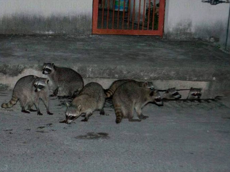 Mapaches en riesgo por mancha urbana